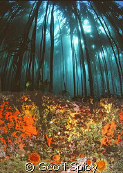 COLOURFUL REEFLIFE UNDER THE KELP FOREST IN FALSE BAY, CA... by Geoff Spiby 